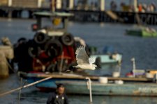 little egret flight lamma HK D5 300PF_DSC9261.jpg