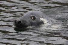 20160319 (20)_Grey_Seal.JPG