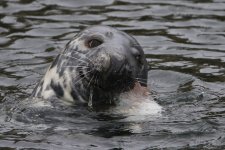 20160319 (24)_Grey_Seal.JPG