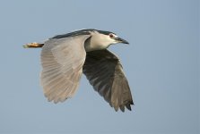 b night heron flight lamma HK D5 300PF_DSC9757.jpg