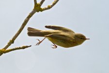 Willow warbler.jpg