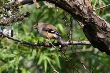 Chinese Grosbeak (1).jpg