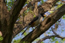 Chinese Grosbeak (2).jpg