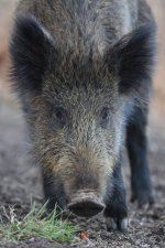 20160325 (47)_Wild_Boar.JPG