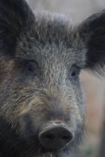 20160325 (51)_Wild_Boar.JPG