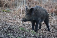 20160325 (55)_Wild_Boar.JPG