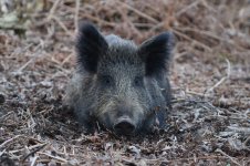 20160325 (61)_Wild_Boar.JPG