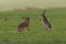 20160327 (287)_Brown_Hare.JPG