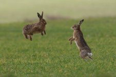 20160327 (289)_Brown_Hare.JPG