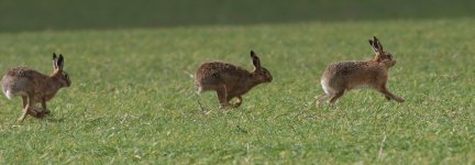 20160327 (292)_Brown_Hare.JPG