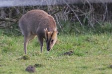 20160327 (314)_Muntjac.JPG