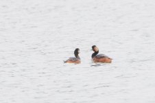 Black-necked Grebe-1.jpg