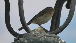 Chiffchaff, Canary Islands 'canariensis'(1).jpg