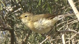 Chiffchaff, Canary Islands 'canariensis'(3).jpg