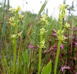 Fen-Orchid-Liparis-loeselii-loeselii02.jpg