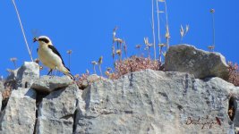 2016.06.17 Black-eared Wheatear.JPG