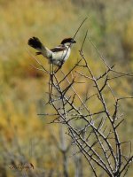 2016.06.17 Woodchat Shrike.jpg