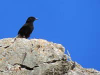 2016.06.17 Black Wheatear.JPG