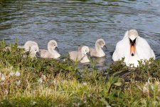 Swan and Cygnets.jpg