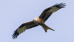 Red Kite 1.jpg