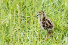 Redshank-Chick.jpg