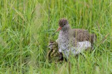 redshank.jpg