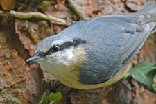 Nuthatch.jpg