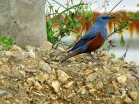 Red-bellied Rock-Thrush (1).JPG