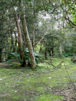 Amami Natural Forest Preserve (8).JPG