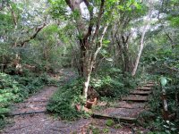 Amami Natural Forest Preserve (9).JPG