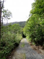 Kinsakubaru Forest (7).JPG