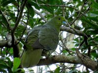 Ryukyu Green-Pigeon, Kinsakubaru (1).JPG