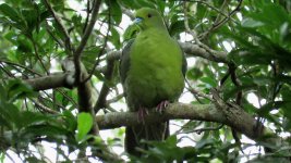 Ryukyu Green-Pigeon, Kinsakubaru (3).jpeg