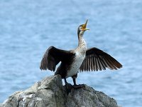 Temminck's Cormorant imm.JPG