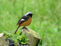 Daurian Redstart (1).JPG