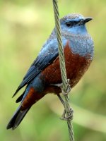 Red-bellied Rock-Thrush (3).JPG