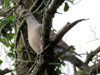 Oriental Turtle Dove.JPG