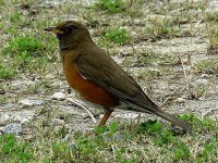 Brown-headed Thrush (2).jpg