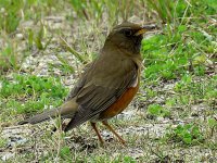 Brown-headed Thrush (3).jpg