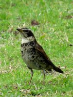 Dusky Thrush (1).JPG