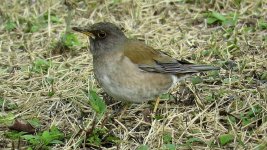 Pale Thrush (1).jpeg