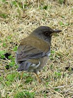 Pale Thrush (2).JPG