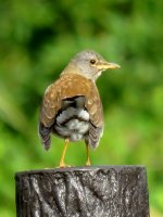 Pale Thrush fem (2).JPG