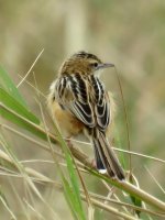 Zitting Cisticola.JPG