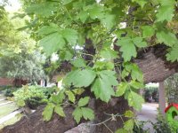 160617 Unknown Tree.JPG