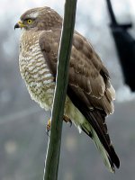 Grey-faced Buzzard (2).JPG