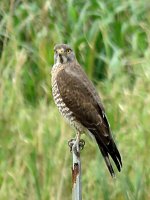 Grey-faced Buzzard (6).JPG