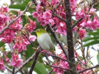 Jap White-eye (1).JPG