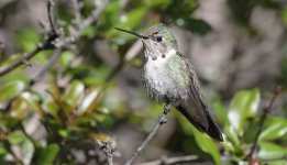 Hummingbird-1.jpg