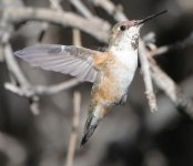 Hummingbird-2.jpg